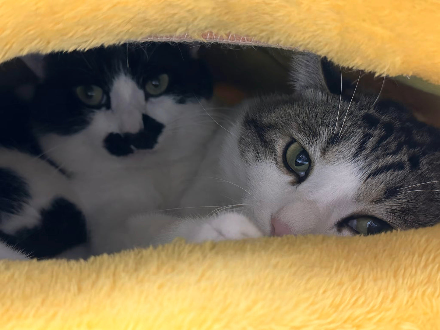 🍯【Honey Jar Pet Bed】Plush High Borders for Ultimate Warmth - A Sweet Sanctuary for Your Furry Friend