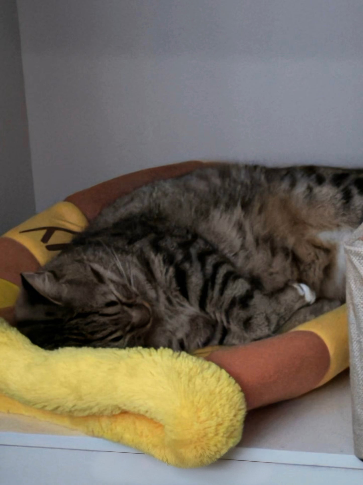 🍯【Honey Jar Pet Bed】Plush High Borders for Ultimate Warmth - A Sweet Sanctuary for Your Furry Friend