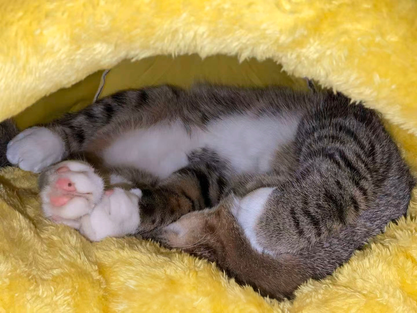 🍯【Honey Jar Pet Bed】Plush High Borders for Ultimate Warmth - A Sweet Sanctuary for Your Furry Friend